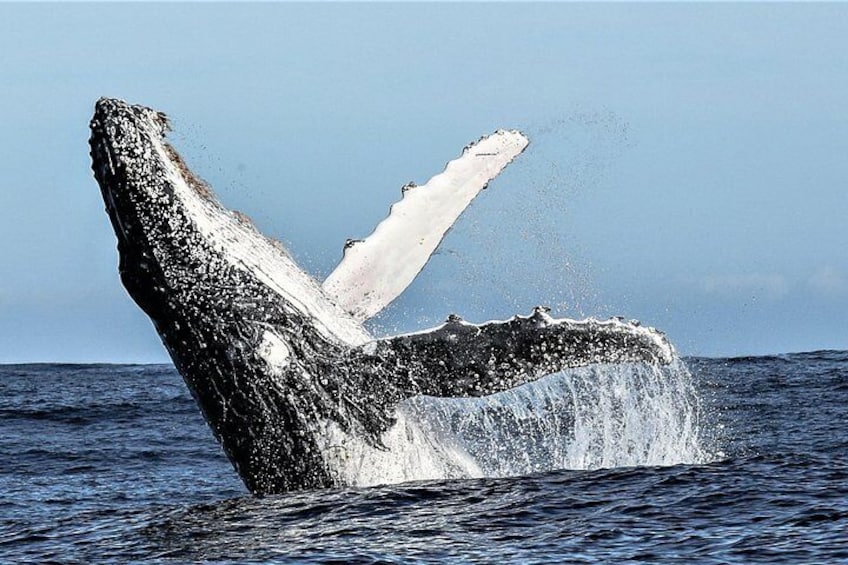 Une baleine sortant de l’eau, sa queue et ses nageoires caudales étant visibles au-dessus de la surface. 1