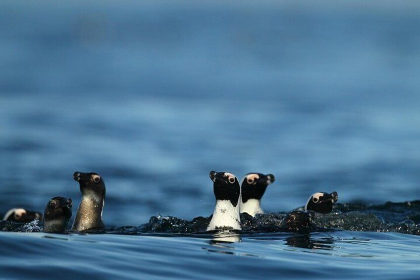 penguins spotted on our whale watching trips from Cape Town to Hermanus 3