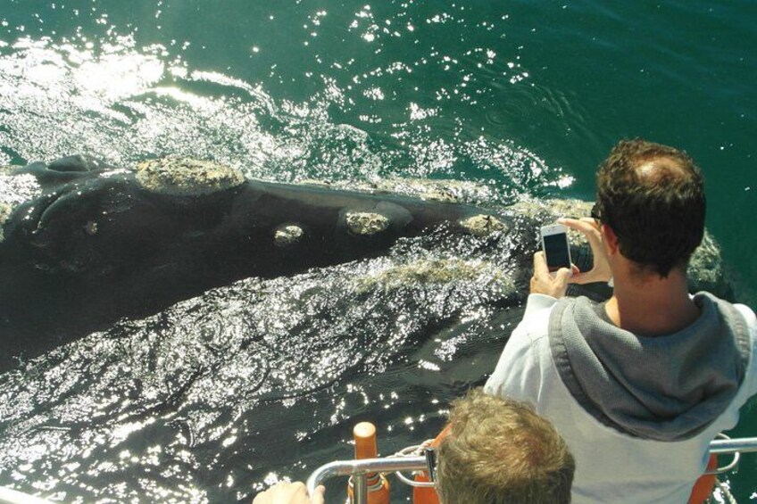 best southern right whales watching tours from Cape Town 5