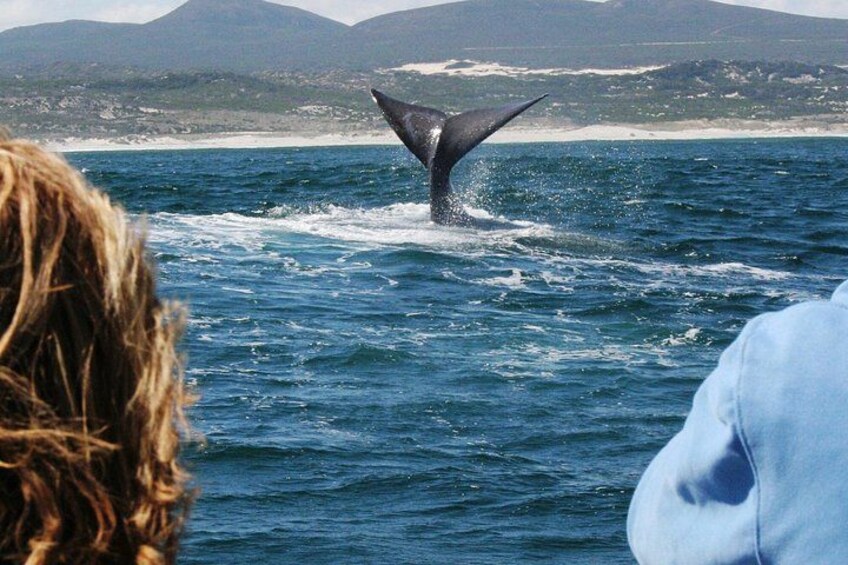 1 day whale trip watching tour from Cape Town 4