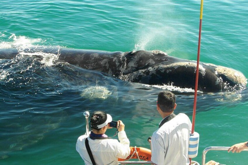 Private Tour: Hermanus Whale Watching Boat Trip & Wine Tasting 2