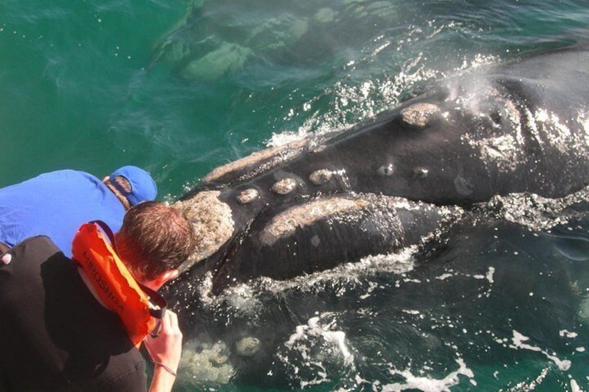 Private Tour: Hermanus Whale Watching Boat Trip & Wine Tasting 5