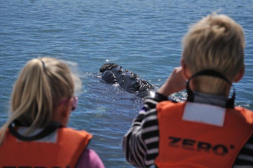 Private Tour: Hermanus Whale Watching Boat Trip & Wine Tasting 4