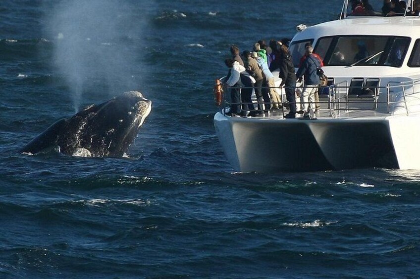 Boat-based whale watching 3