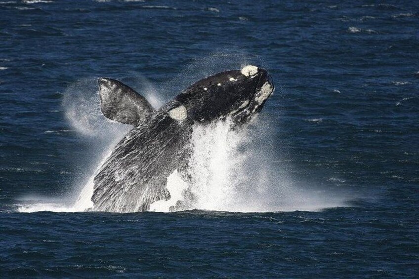Private Tour: Hermanus Whale Watching Boat Trip & Wine Tasting 2