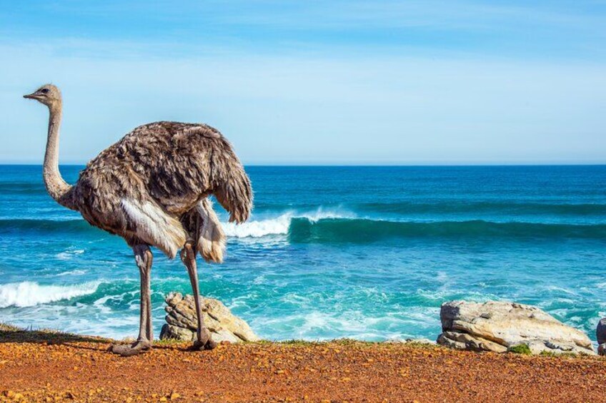 An ostrich standing on a rocky beach with the ocean in the background. 2