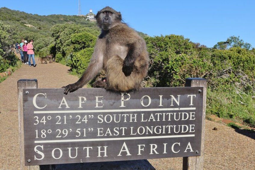 Babbon at Cape Point South Africa Cape Town 2