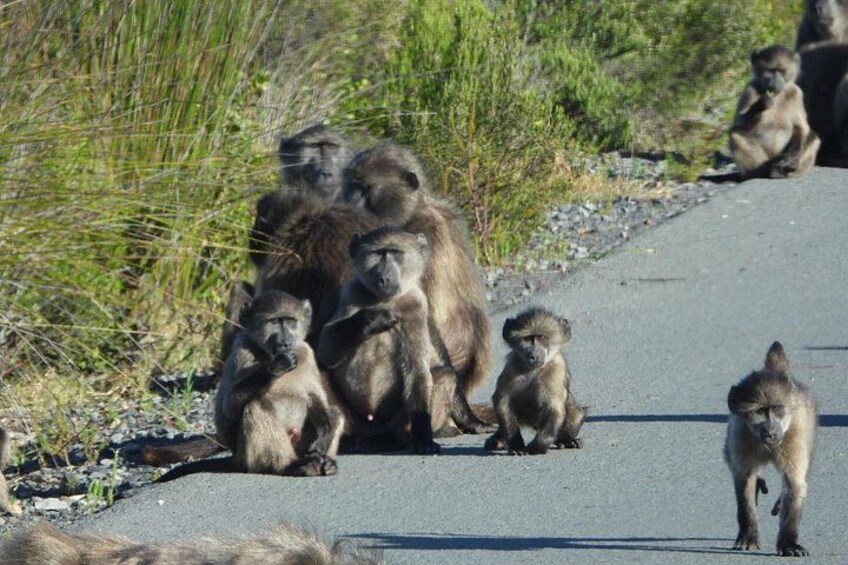 Baboons at Cape Point 4