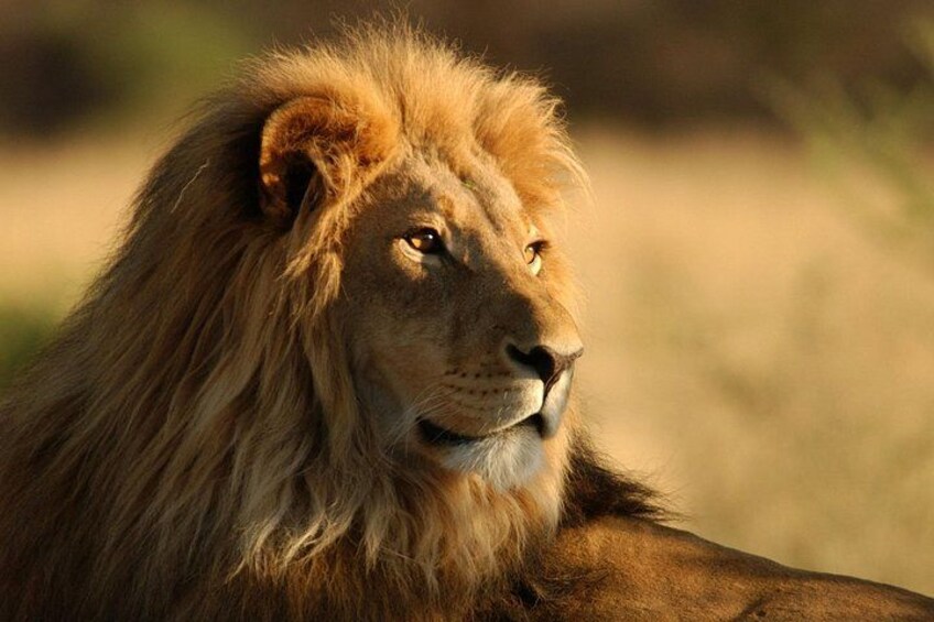 aquila safari day tour from Cape Town. Best safari tour in cape town 1