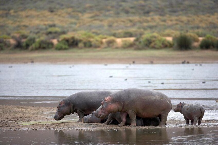 Private game reserve Aquila safari-African hippo 4