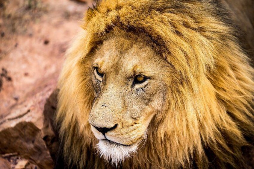 lion at Aquila game reserve 2