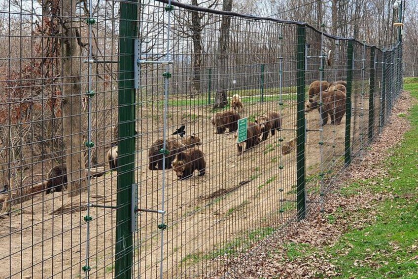 Bears Sanctuary, Dracula's Castle, Brasov Day Trip Private Tour from Bucharest 1