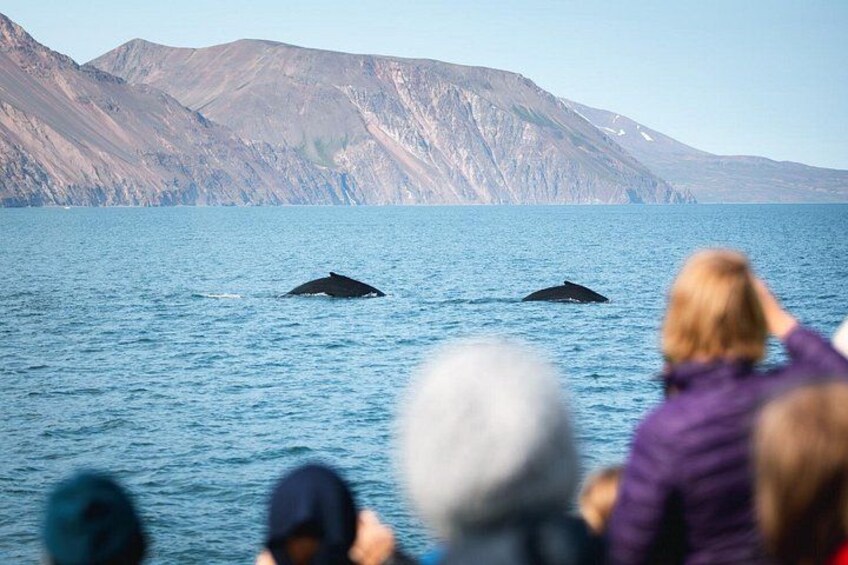 Two humpback whales diving 2