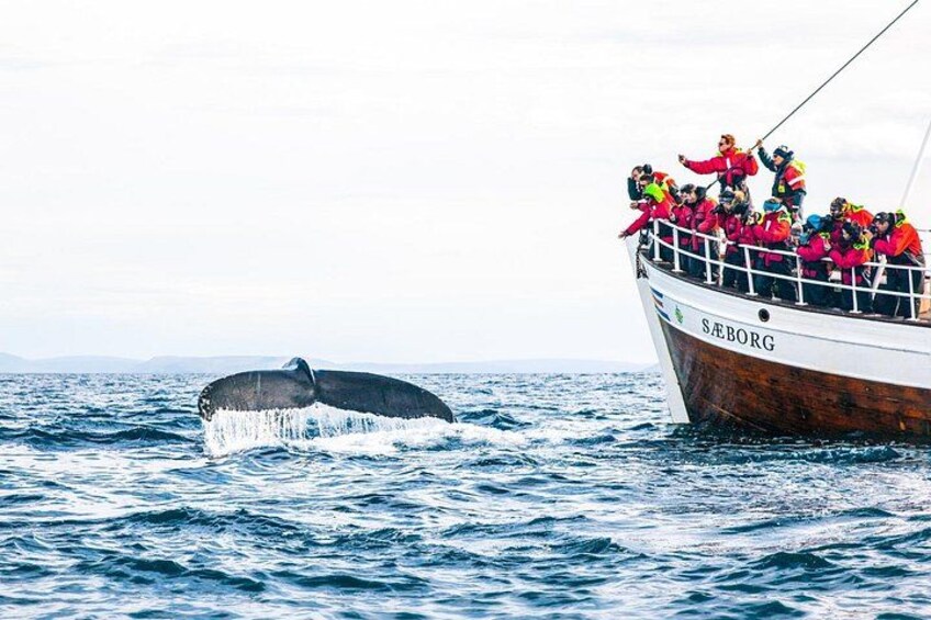Hello humpback! 3