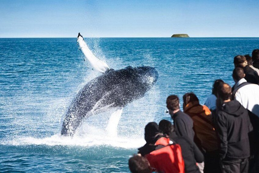Passengers watching a breaching humpback whale 1