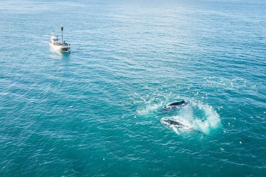 Wooden oak boat next to humpback whales 2