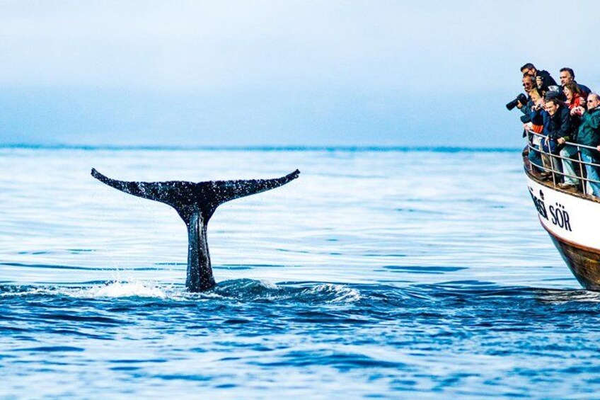Een vin van een walvis steekt boven het water uit, een boot met mensen en rustig oceaanwater. 5