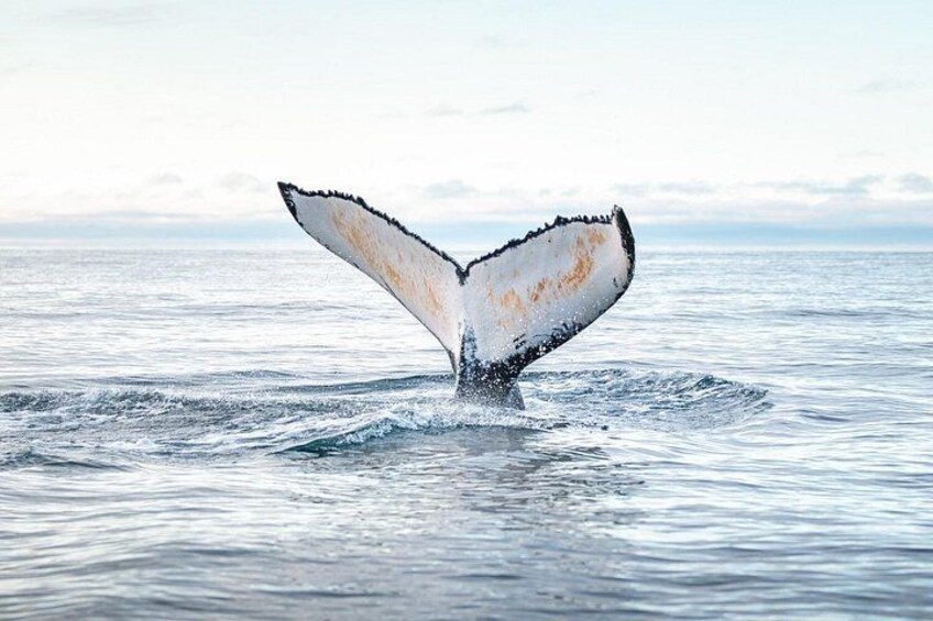 Humpback whale diving 3