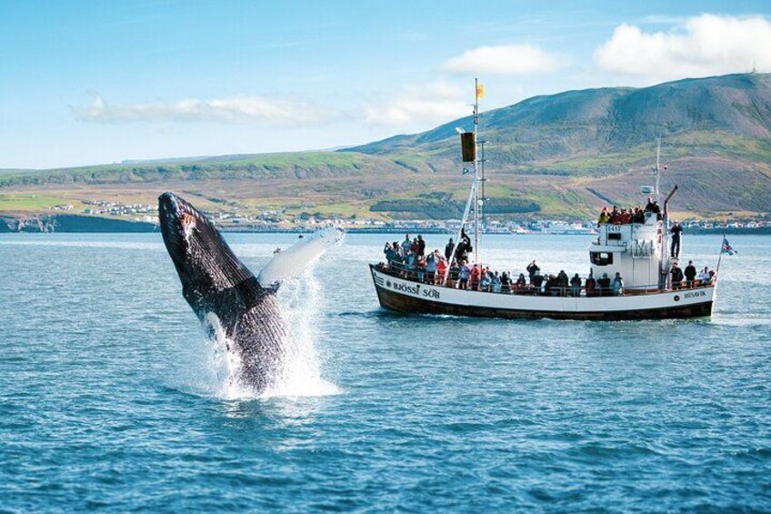 Een walvis springt uit het water nabij een boot met passagiers. 4