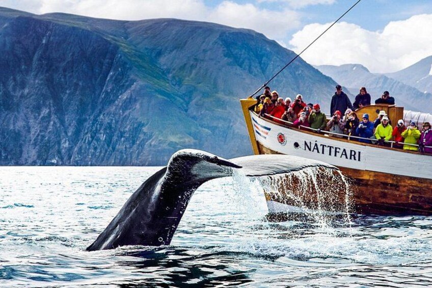 Whale watching with North Sailing 5