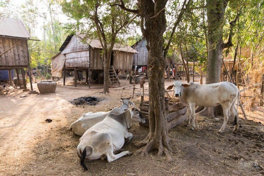 Cows farm 4