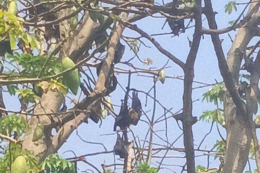 Full-day: Wat Banan. Old bamboo train. Bat Cave. Killing cave 3