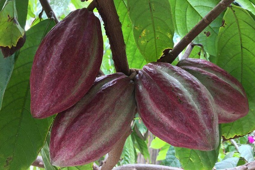 Chocolate Tour in Vallarta 5