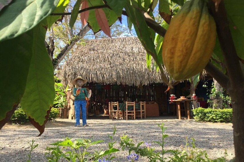 Chocolate Tour in Vallarta 2