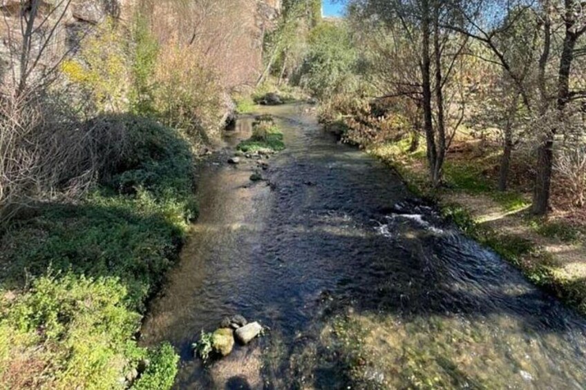 Un piccolo corso d'acqua serpeggia attraverso una zona boschiva, con una fitta vegetazione su entrambe le sponde. 4