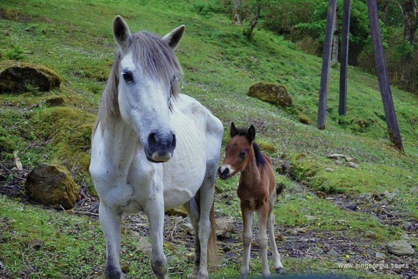 Un caballo blanco y un potrillo en un campo de hierba con rocas y árboles. 2