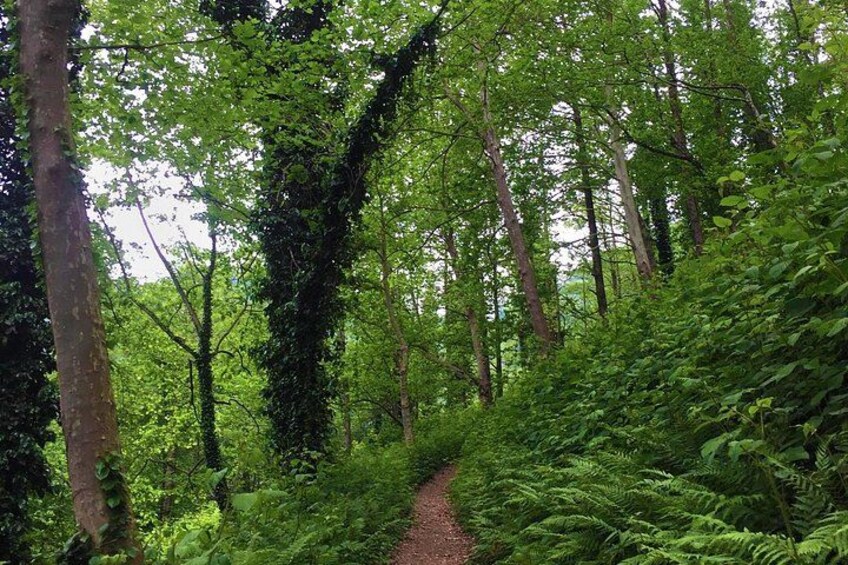 Private Hiking Tour to Mtirala National Park from Batumi 2