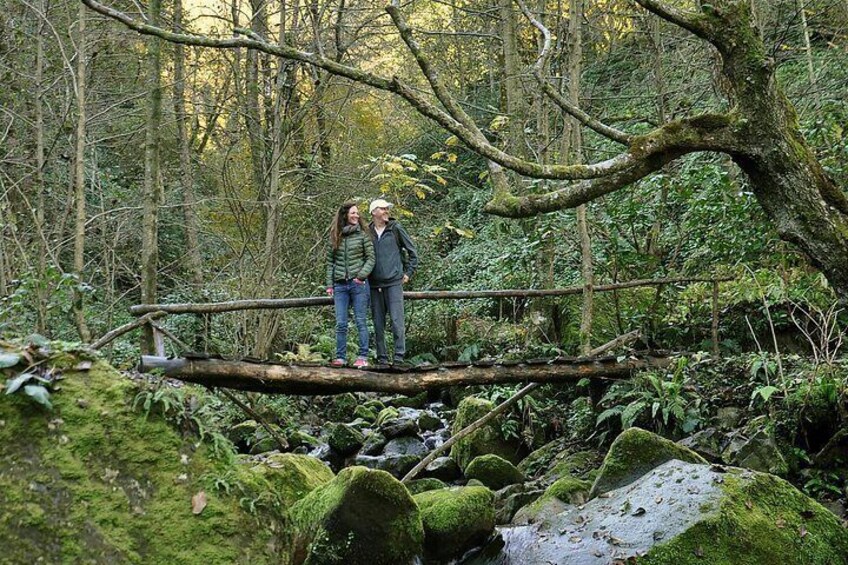 A forest with a moss-covered log bridge and two people standing on it. 2