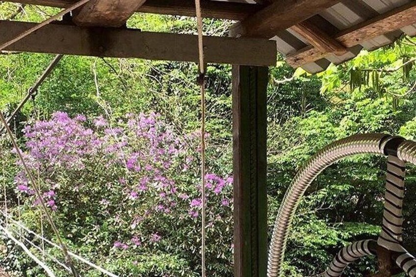 Una estructura de madera con una cuerda colgante, rodeada de vegetación exuberante y flores moradas. 5