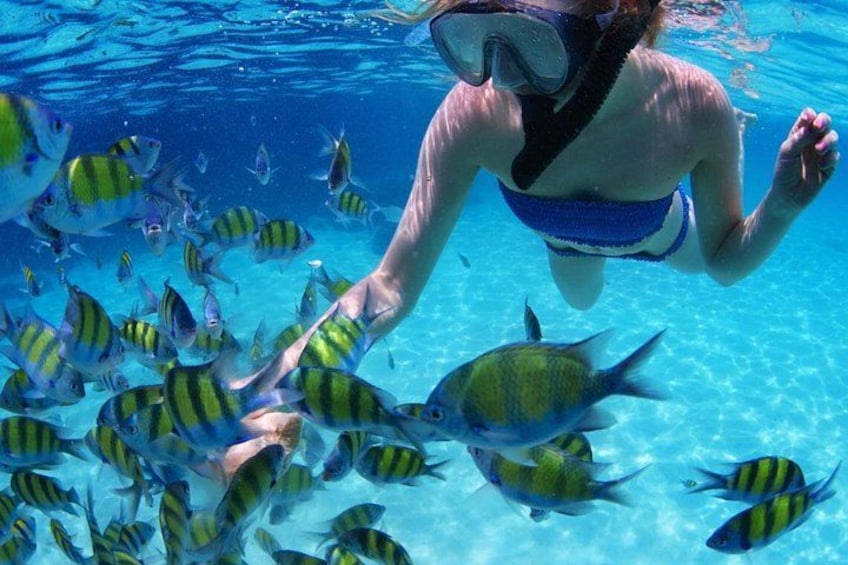 A person snorkeling underwater surrounded by fish. 1