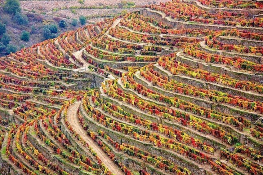 Terraced vineyards with rows of grapevines. 1