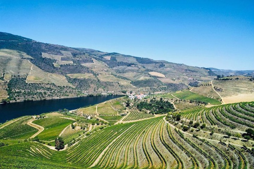 Douro Valley Tour: Wine Tasting, Cruise and Lunch from Porto 4