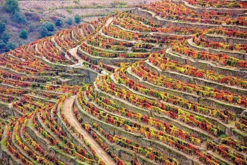 Douro Valley Tour: Wine Tasting, Cruise and Lunch from Porto 1