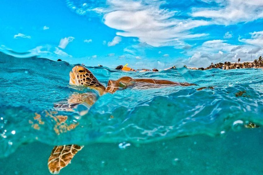 A sea turtle swimming in clear blue water with a distant shoreline. 5