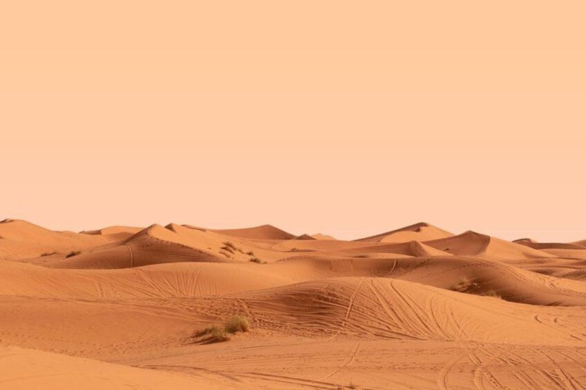 Paisaje desértico con dunas ondulantes y vegetación escasa. 4
