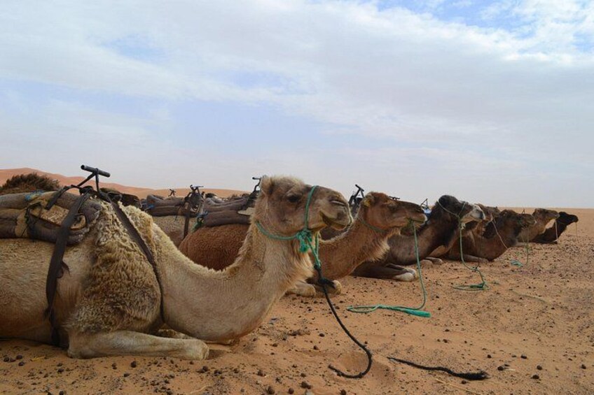 Camellos descansando en un desierto bajo un cielo despejado. 2