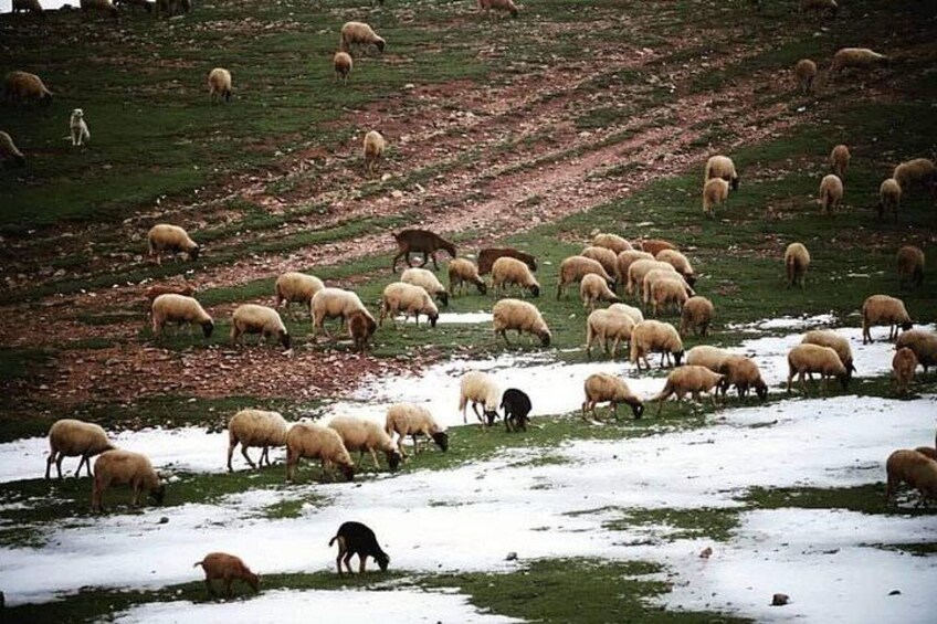 En flock får betar på en snötäckt sluttning. 2