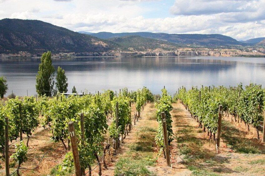 Bench1775 Vineyard overlooking Okanagan Lake 1