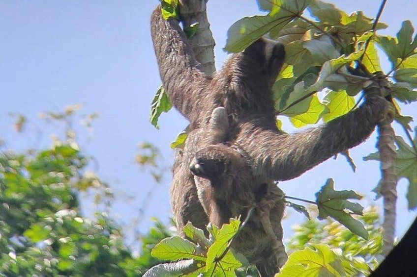 A sloth hanging from a tree branch. 1