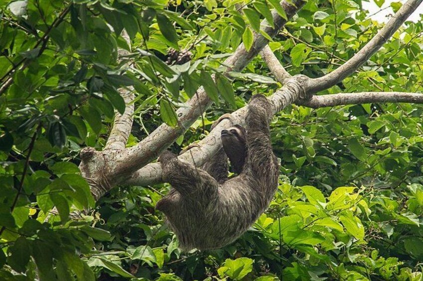 Three-toed Sloth 2