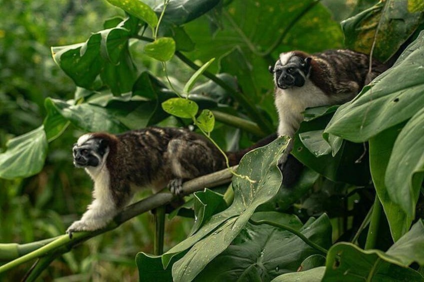 Red-Crested or Geoffroy's Tamarins 2