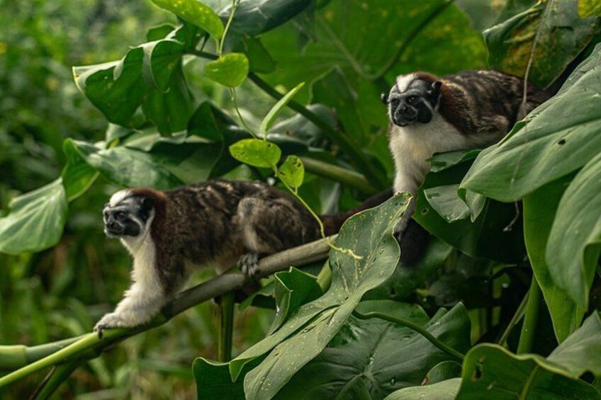 Two monkeys on a branch surrounded by green foliage. 2