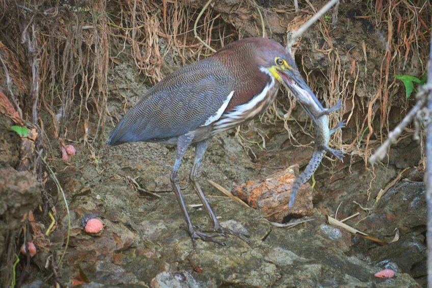 A bird with a long beak holding a fish, standing on rocky ground with sparse vegetation. 3