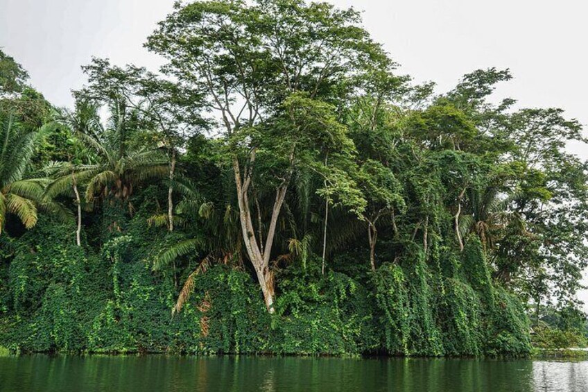 Gatun Lake 2