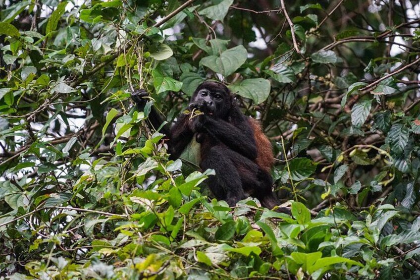Mantled Howler monkey 3
