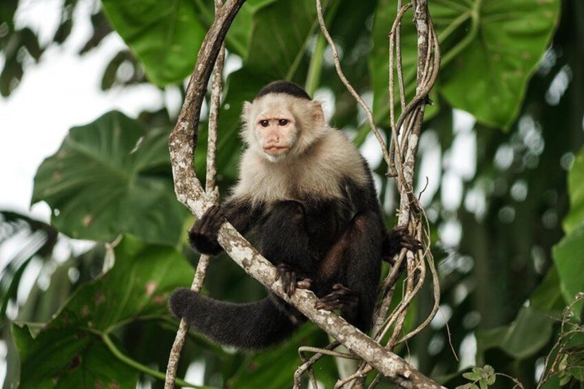 White-faced Capuchin Monkey in the Gatun Lake 4